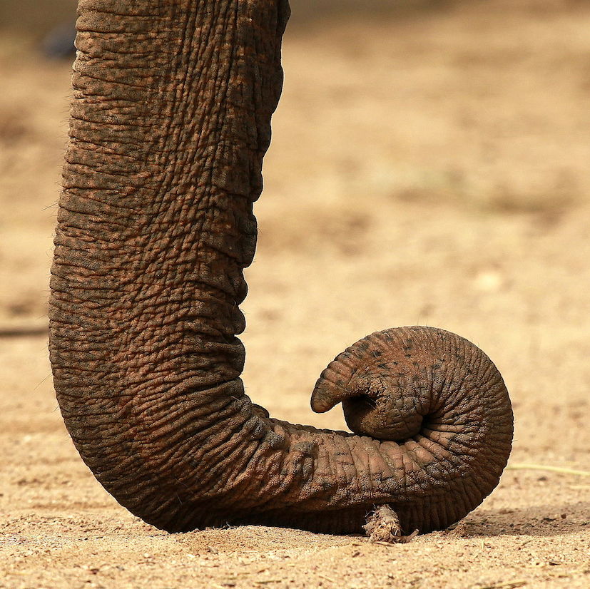 The elephant: the largest living land animal | The Brain Bank North West