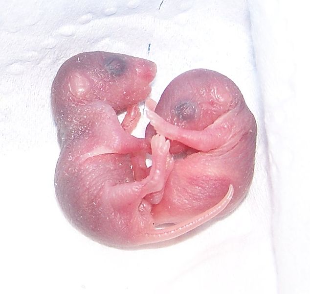 634px-Day-old_mice