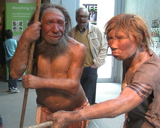 800px-Neandertala_homo,_modelo_en_Neand-muzeo