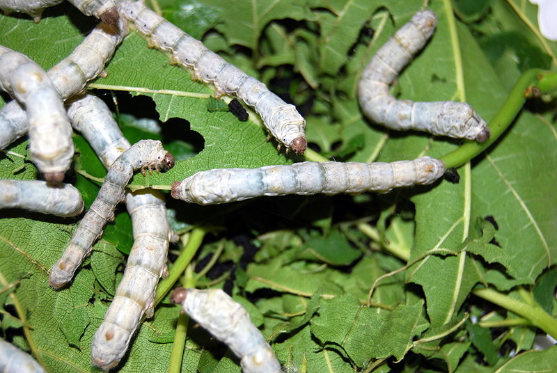 800px-Silkworms3000px