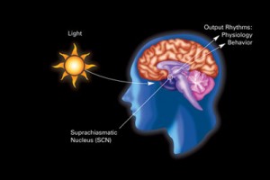 Circadian_rhythm_labeled