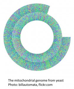 Mitochondrial genome