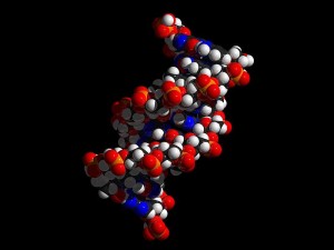 http://commons.wikimedia.org/wiki/File:DNA_Helix_CPK.jpg