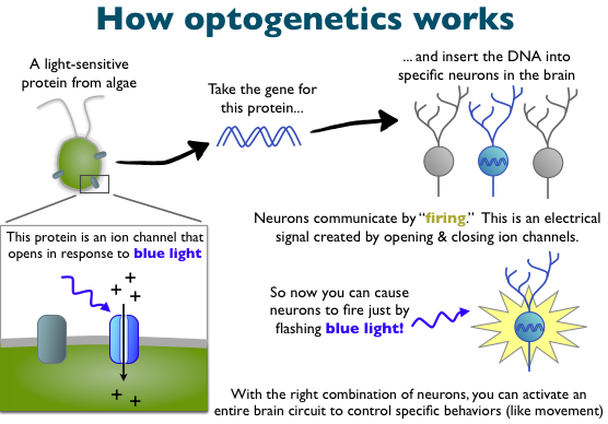 From http://neurobyn.blogspot.se/2011/01/controlling-brain-with-lasers.html