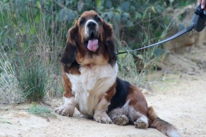 This is a pretty relaxed Basset Hound.