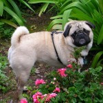 Observe the majestic pug his natural habitat, the flower garden.