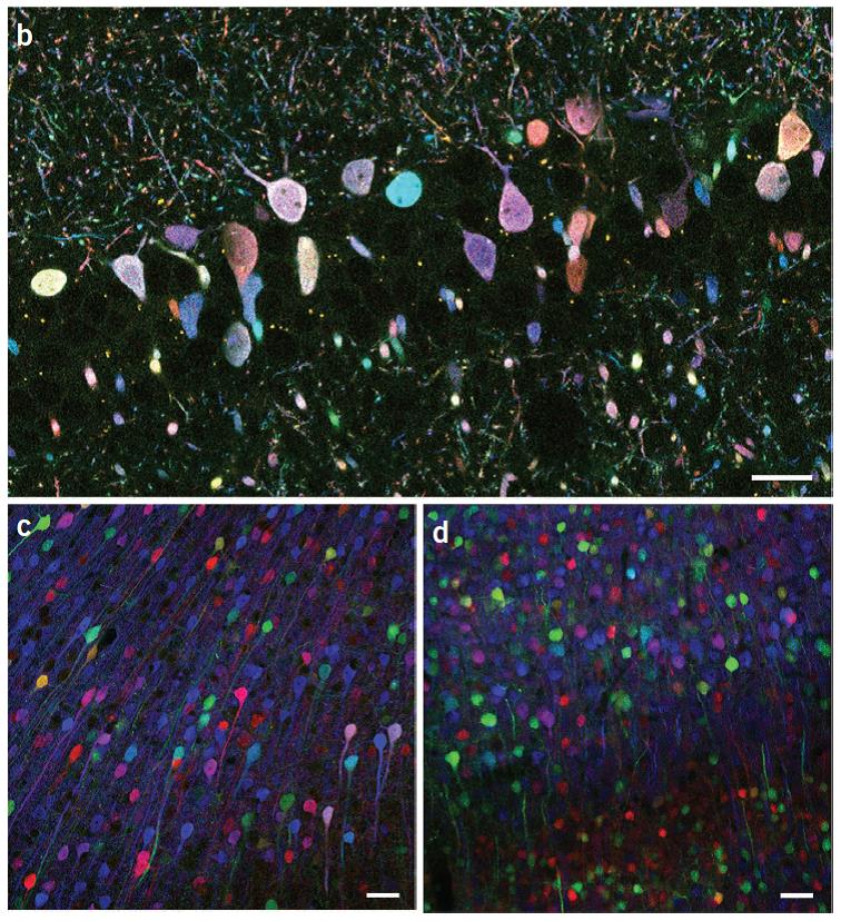 Multicoloured neurons. b shows the hippocampus, c and d show the cortex. From: Cai et al. Nature Methods 10: 540-547