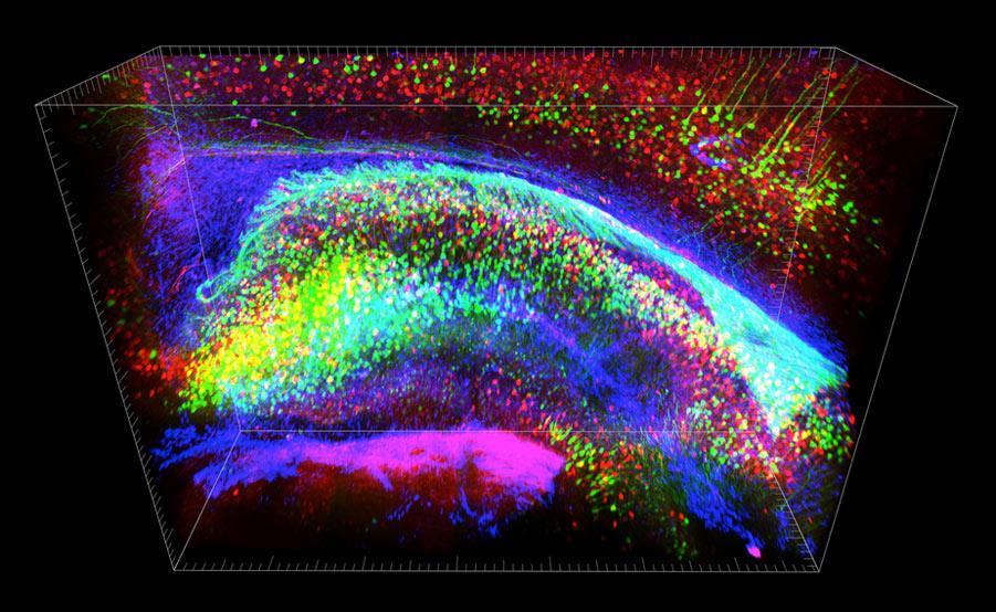 The hippocampus of a mouse, visualised with CLARITY. Excitatory cells are green, inhibitory cells are red, and support cells called astrocytes are blue. From Chung et al. Nature 497: 332-337.