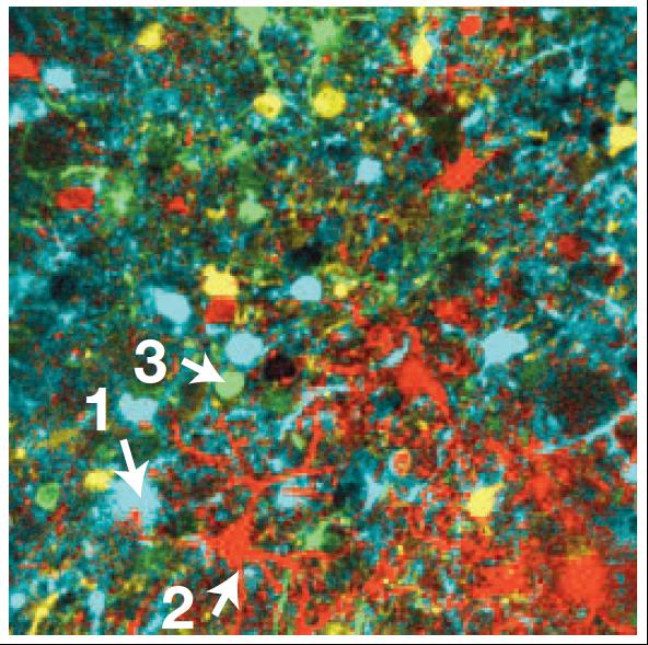 Caption: Neurons colour-coded by their response properties. From Chen et al. Nature 499: 295-300.