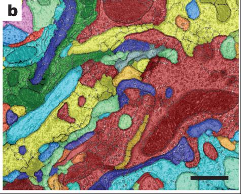 Caption: An electron micrograph, colour coded for each individual neuron. From: Takemura et al. Nature 500: 175-181.