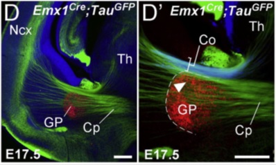 These figures show neurons in green making their way from the thalamus (Th) to the cortex (NCx). From: Deck et al. Neuron 77: 472-484.