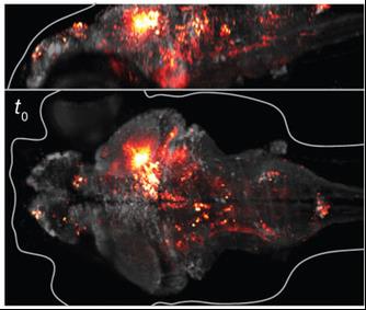 The brain of a zebrafish larvae – imaged by light-sheet microscopy. From Ahrens et al. Nature Methods 10: 413-420.