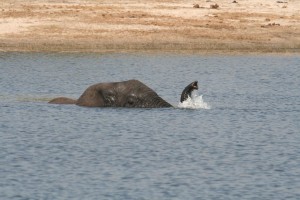 Elephant_snorkeling