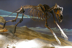 Dire_Wolf_Skeleton