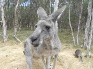 kangaroo