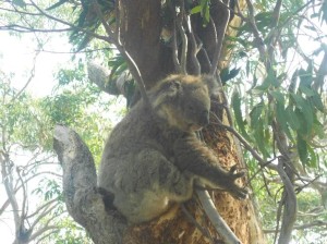 koala