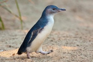 penguin