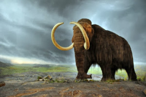 A model of a Woolly Mammoth at the Royal BC Museum in Victoria, Canada. Photo Credit: FunkMonk, via Wikipedia