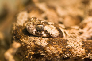 Saw-scaled Viper (Echis carinatus) (Photo credit: Frupus)