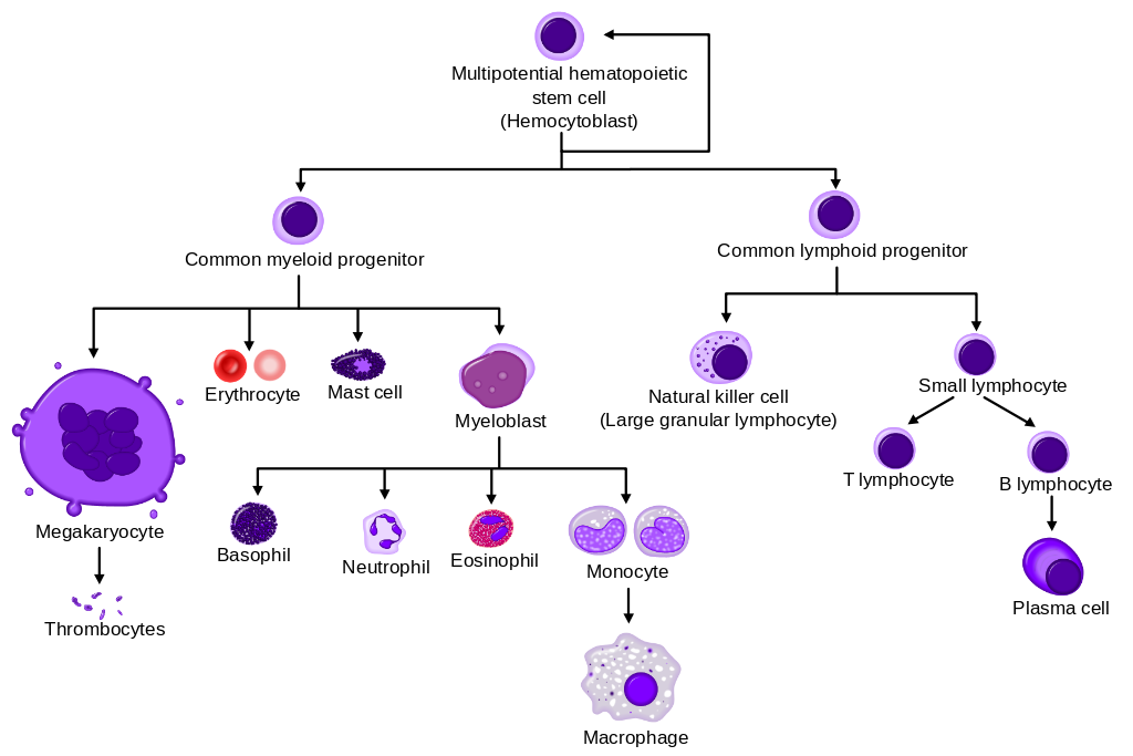 1024px-Hematopoiesis_simple.svg