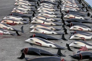 800px-Whaling_in_the_Faroe_Islands