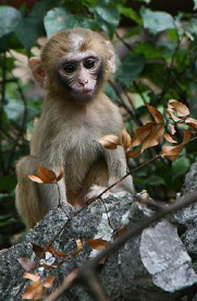 Monkeys know when they do not know. Image by Jack Hynes [CC BY-SA 2.0 (http://creativecommons.org/licenses/by-sa/2.0)], via Wikimedia Commons