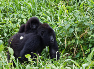 640px-Virunga_Mountain_Gorilla_1