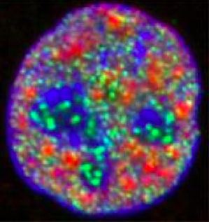 ￼Figure 1 – The nucleus of a human cell – showing the distribution of DNA (blue), the transcription factories (green) and proteins (red) involved in further modification of RNA.